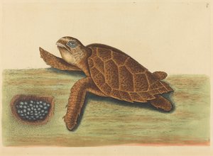 The Hawks-bill Turtle Testudo caretta, opublikowane w latach 1731-1743. autorstwa Mark Catesby