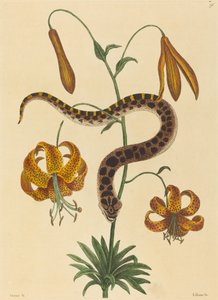 Wąż ze świńskiego nosa (Boa contortrix) autorstwa Mark Catesby
