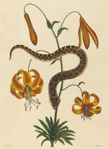 Contortrix Wężowego Nosa Wieprzowego, opublikowana w latach 1731-1743. autorstwa Mark Catesby