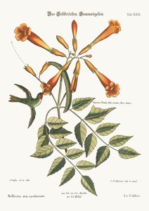 Koliber, 1749-73 autorstwa Mark Catesby