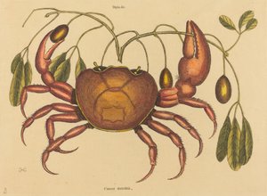 The Land-crab Cancer ruricola, opublikowany w latach 1731-1743. autorstwa Mark Catesby