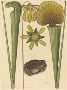 Żaba Lądowa Rana, opublikowana w latach 1731-1743. autorstwa Mark Catesby
