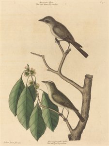 The Little Brown Muchołówka, opublikowana w latach 1731-1743. autorstwa Mark Catesby