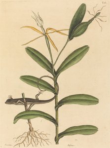 Jaszczurka Lyon (Lacerta 6-lineata) autorstwa Mark Catesby