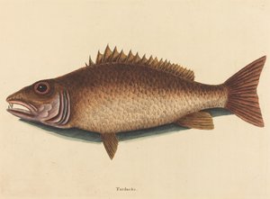 Lucjan mangrowy (Labrus griseus) autorstwa Mark Catesby