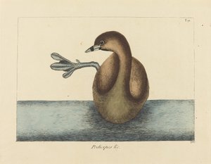 Dobchick srokaty (Colymbus podiceps) autorstwa Mark Catesby