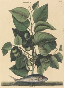 Carolina Pilchard Argentina, opublikowana w latach 1731-1743. autorstwa Mark Catesby