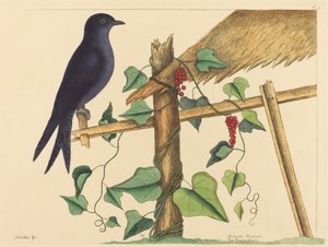 Purpurowy Martin (Fioletowy Martin) autorstwa Mark Catesby