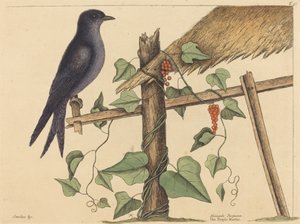 Purpurowy Martin (Fioletowy Martin) autorstwa Mark Catesby