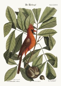Czerwony ptak, 1749-73 autorstwa Mark Catesby
