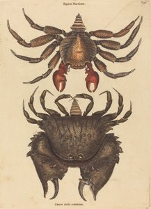 Krab cętkowany (Cancer Grapsus) autorstwa Mark Catesby