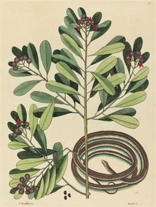 Wąż wstążkowy (Coluber saurita) autorstwa Mark Catesby