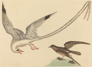 Ryżowy ptak Emberiza oryzivora, opublikowany w latach 1731-1743. autorstwa Mark Catesby