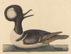 Kaczka okrągłoczuba (Mergus cucullatus) autorstwa Mark Catesby