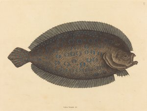 Sole Pleuronectes lunatus, opublikowana w latach 1731-1743. autorstwa Mark Catesby