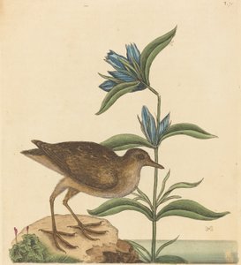 Soree Rallus Virginianus, opublikowana w latach 1731-1743. autorstwa Mark Catesby