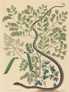 Mgławica Coluber Węża Wstążkowego, opublikowana w latach 1731-1743. autorstwa Mark Catesby