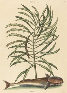 Ssaca ryba Echeneis naucratis, opublikowana w latach 1731-1743. autorstwa Mark Catesby