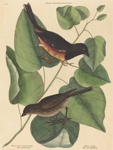 The Towhe Bird Fringilla erythrophthalma, opublikowany w 1754 roku. autorstwa Mark Catesby