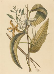 Wanilia (Wieczna Wanilia) autorstwa Mark Catesby