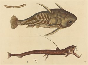 Viper-mouth Silurus cataphractus, opublikowany w latach 1731-1743. autorstwa Mark Catesby