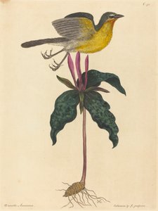 The Yellow-breasted Chat, opublikowany 1754. autorstwa Mark Catesby