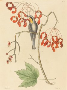 Pnącze żółtogardłe autorstwa Mark Catesby