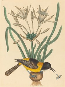 The Yellow and Black Pye Oriolus Icterus, opublikowana w latach 1731-1743. autorstwa Mark Catesby