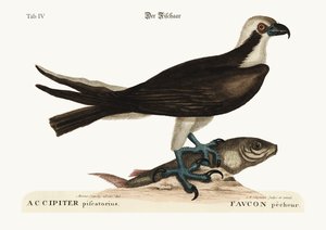 Jastrząb rybacki, 1749-73 autorstwa Mark Catesby