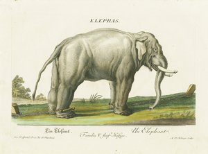  autorstwa Martin Elias Ridinger