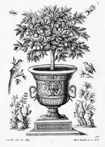 Drzewa cytrusowe, ok.1735 autorstwa Martin Engelbrecht