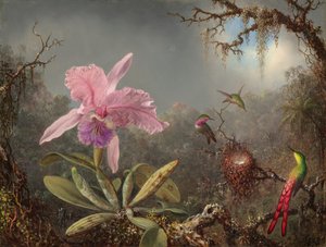 Storczyk Cattleya i trzy kolibry autorstwa Martin Johnson Heade