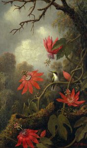 Koliber i Passionflowers, c.1875-85