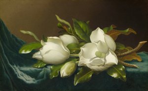 Magnolie na jasnoniebieskim aksamicie, 188595. autorstwa Martin Johnson Heade
