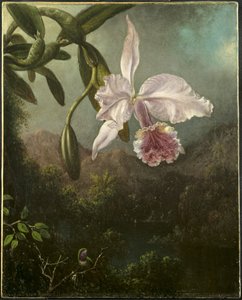 Kwiaty orchidei autorstwa Martin Johnson Heade