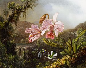Storczyki i kolibry w brazylijskiej dżungli 1871-72