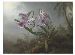 Różowe orchidee i koliber na gałązce, 1875 autorstwa Martin Johnson Heade