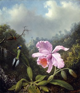 Martwa natura z orchideą i parą kolibrów, ok. 1890 r.