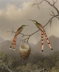 Dwa kolibry ze swoim młodym, ok. 1865 r.
