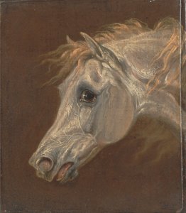 Głowa szarego konia arabskiego autorstwa Martin Theodore Ward