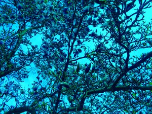 Magnoliowy błękit autorstwa Martina Konitzky