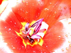 Tulipany autorstwa Martina Konitzky