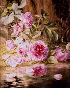 Blairie Roses (akwarela na papierze)