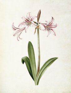 (Amaryllis) Vittata Formosa autorstwa Mary Elizabeth Rosenberg