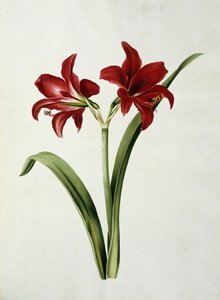 Czerwony amarylis autorstwa Mary Elizabeth Rosenberg