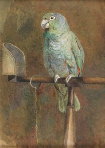 Polly papuga autorstwa Mary Forster