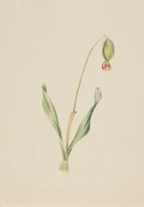 (Bez tytułu) (Studium rośliny) autorstwa Mary Vaux Walcott