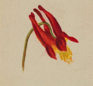 (Bez tytułu) autorstwa Mary Vaux Walcott