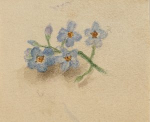 (Bez tytułu) autorstwa Mary Vaux Walcott