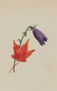 (Bez tytułu) autorstwa Mary Vaux Walcott